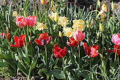 Tulipes Perroquets (2)