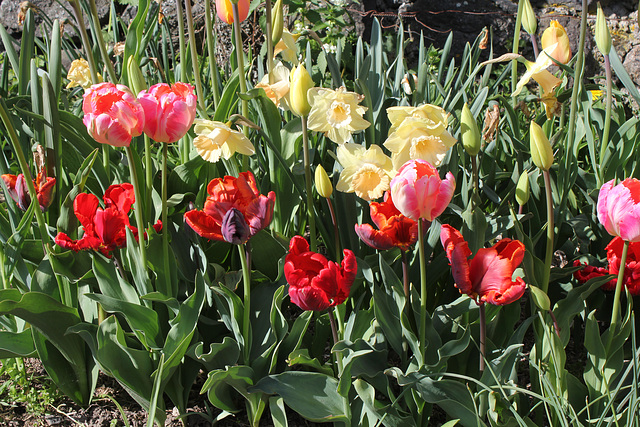 Tulipes Perroquets (2)