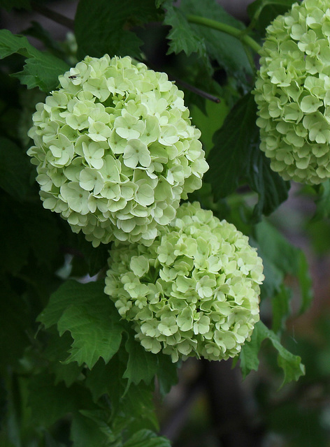 Viburnum opulus