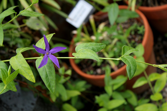 Vinca major Minouche