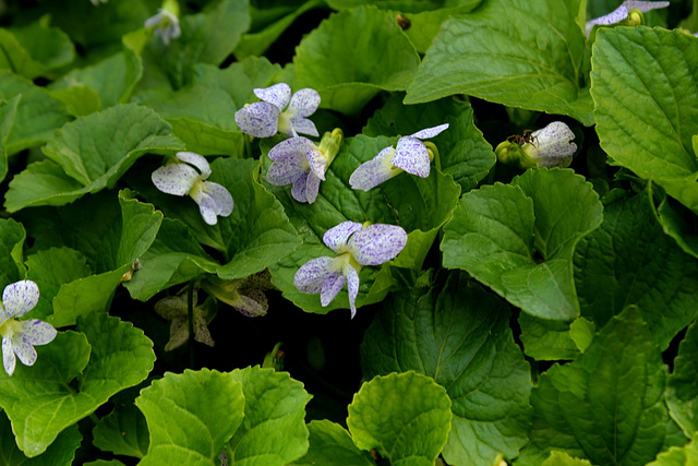 Viola sororia  Freckles