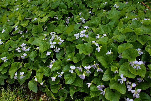 Viola sororia  Freckles (2)