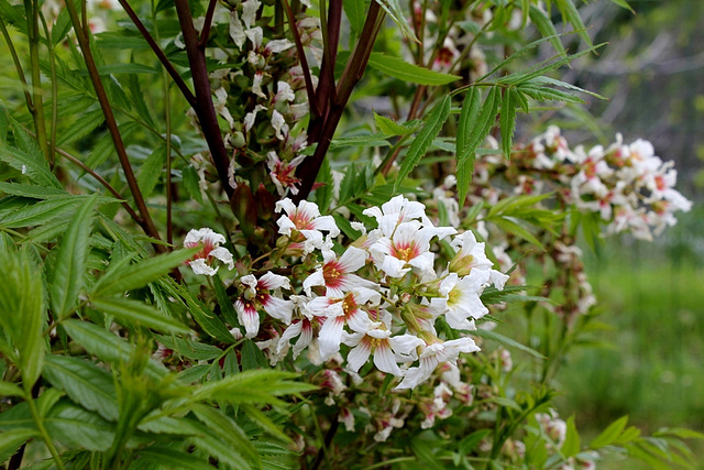 Xanthoceras sorbifolium (2)