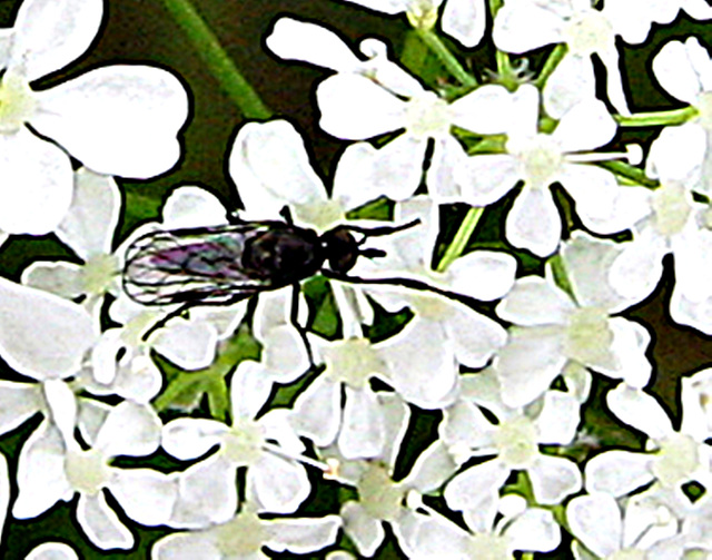 Flatford fly