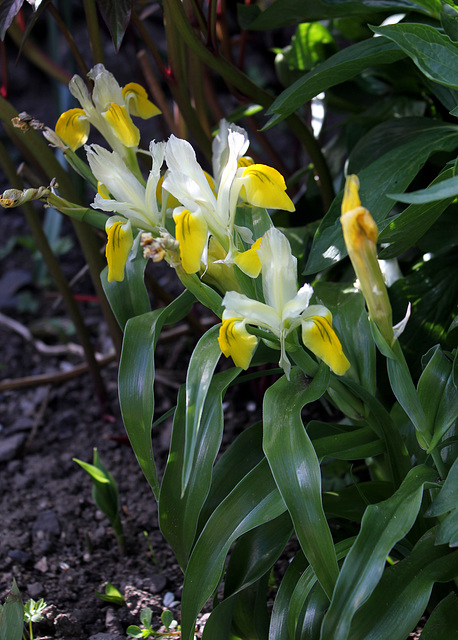 Iris bucharica (2)