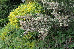 Colletia  en fleur