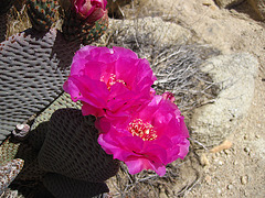 Cactus Flower (4646)