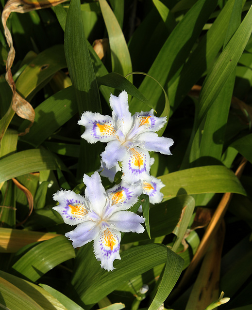 Iris japonica