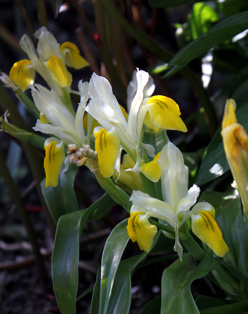 Iris bucharica