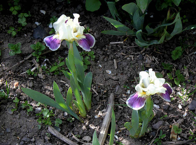 Iris nain 'Making Eyes' (2)