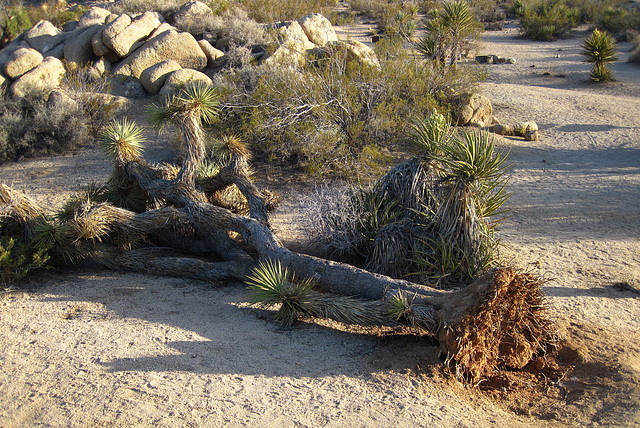 Fallen Joshua Tree (4622)