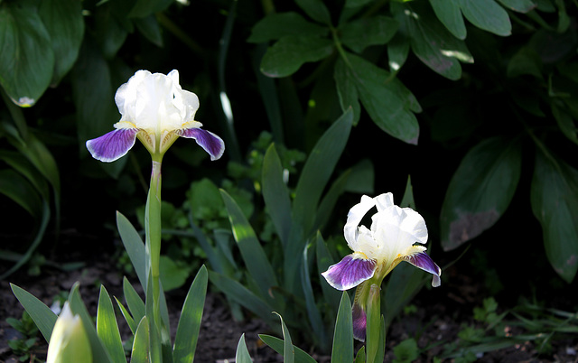 Iris nain 'Making Eyes' (3)