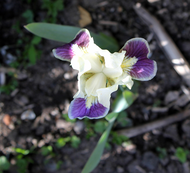 Iris nain 'Making Eyes'