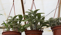 Tradescantia sillamontana