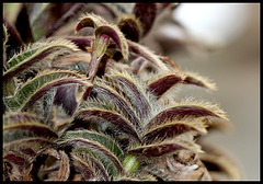 Tradescantia somaliensis