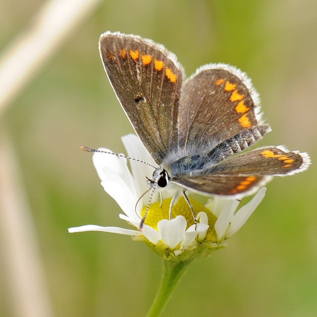 Schmetterling