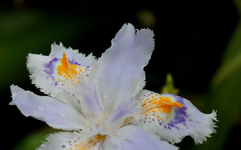 Iris japonica-002