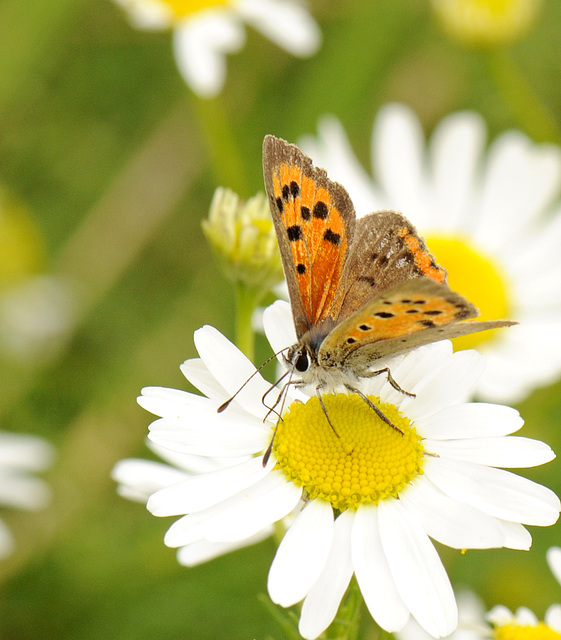 Schmetterling