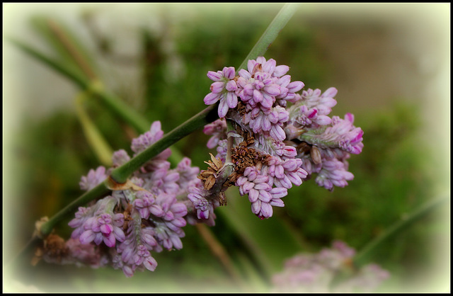 Callisia ( = Hadrodemas) warszewicziana (2)