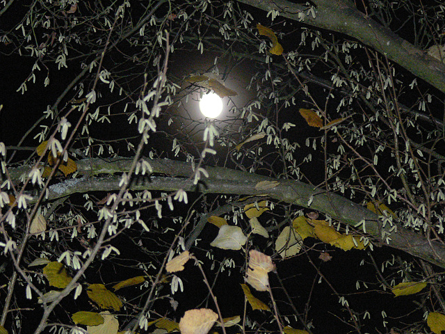 herbstlicher Mond