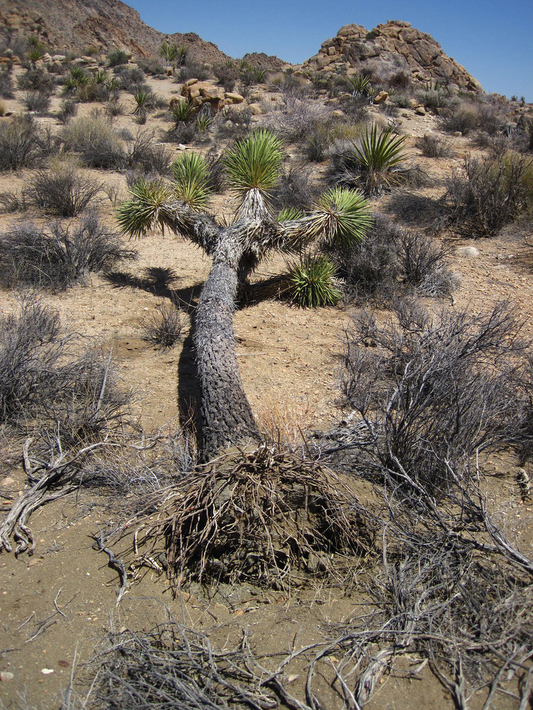Fallen Joshua Tree (4651)