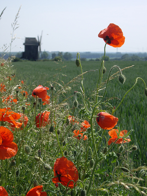 Klatschmohn bei einer Bockwindmühle