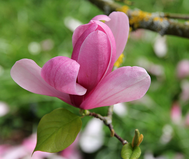 Magnolienblüte