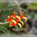 Lobelia laxiflora ( = mexicana )