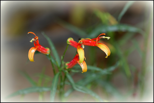 Lobelia laxiflora ( = mexicana )