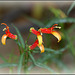 Lobelia laxiflora ( = mexicana )