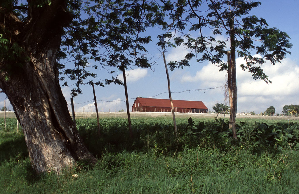 Tobacco House