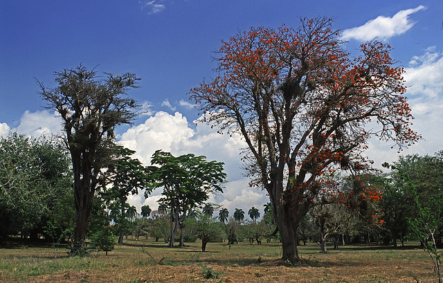 Trees