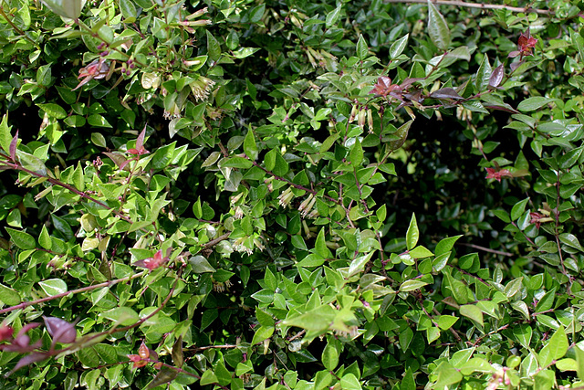 Lonicera nitida-003