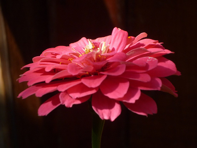 Flor roja flotante