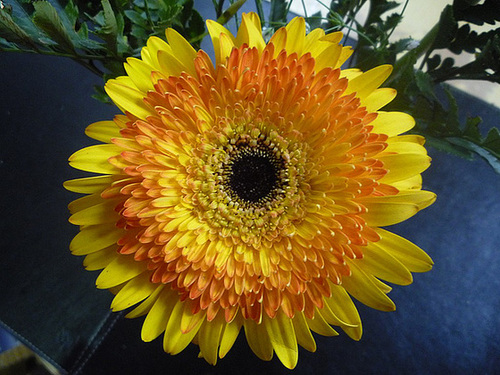 Flor bicolor
