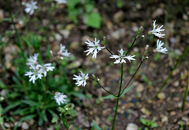 Lychnis 'White Robin '