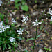 Lychnis 'White Robin '