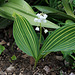 Muguet strié- Convallaria majalis albotriata