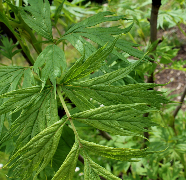 Paeonia lutea