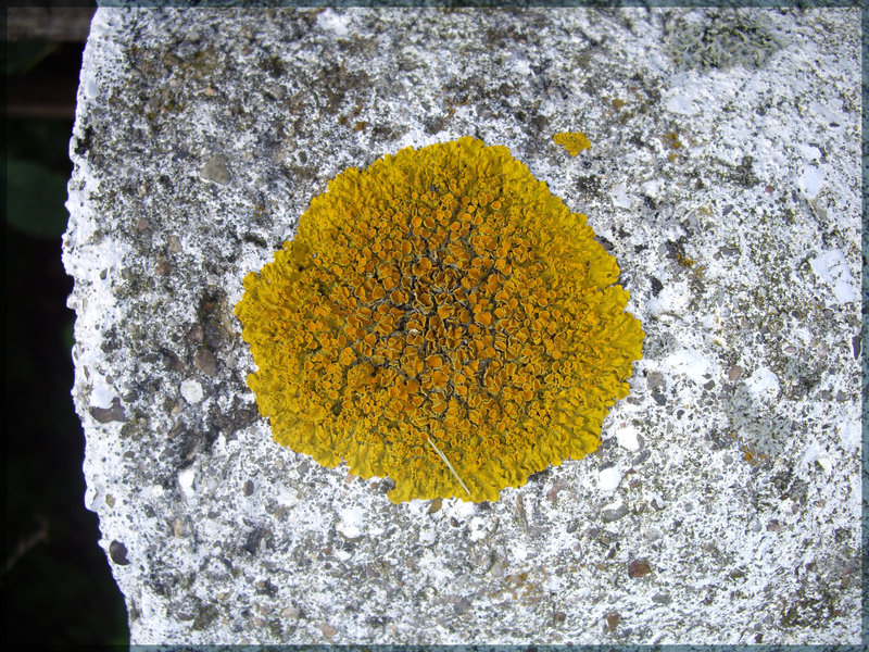 Flechte auf Beton