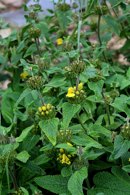 Phlomis longifolia bailanica