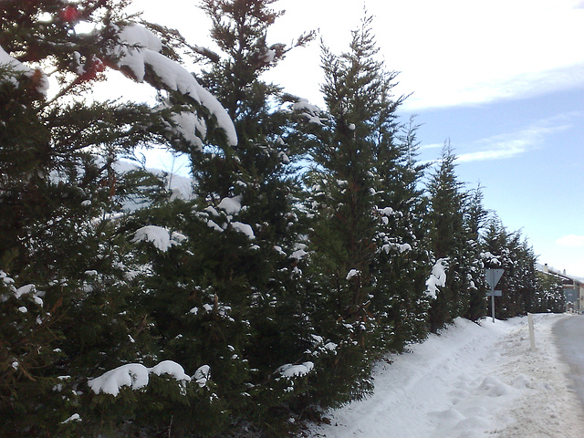 Árboles en la nieve.