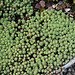 Sedum lydium