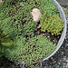 Sedum lydium