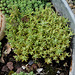 Sedum à identifier