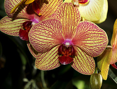 IMG 4556 IMG 4556