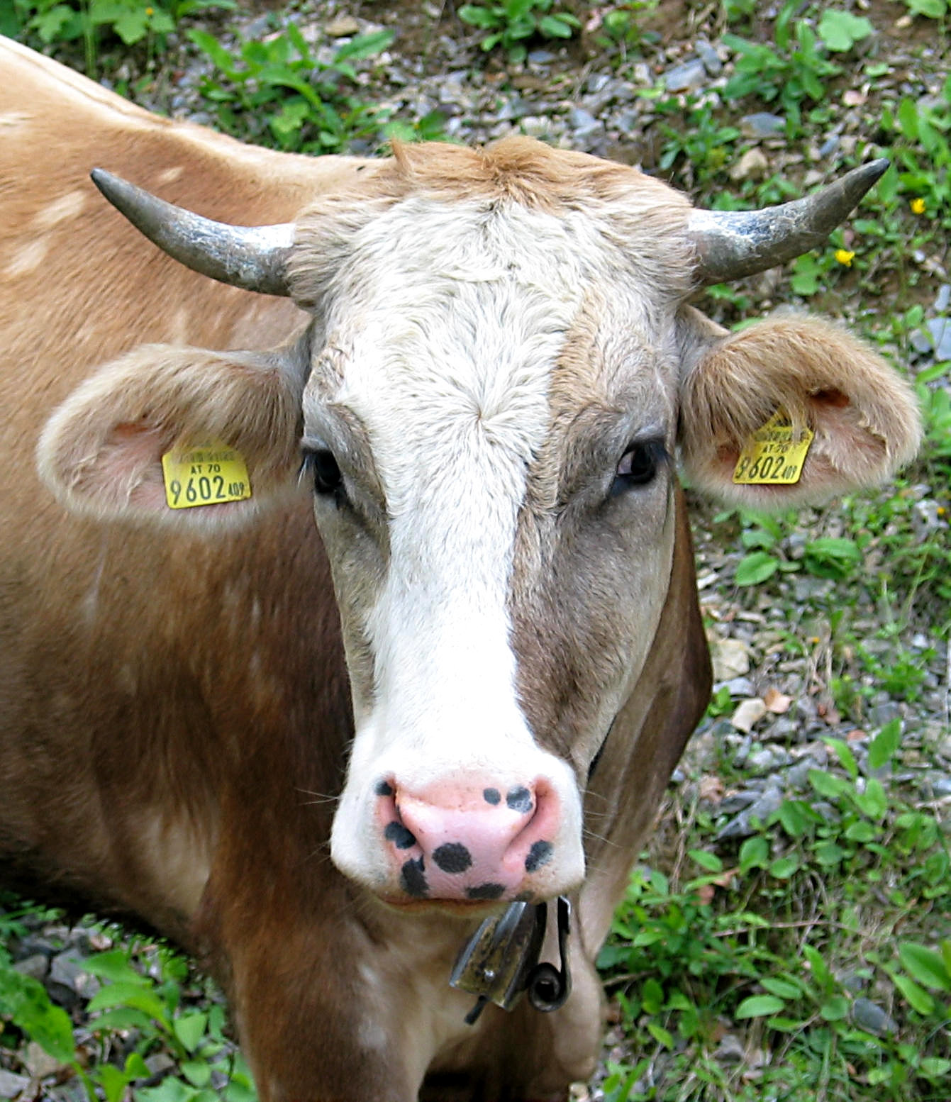 junges Rind mit geflecktem Maul