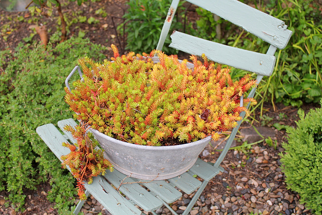 Sedum Angelina