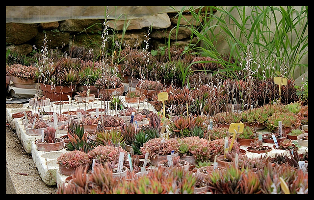 Collection d'Haworthia (5)