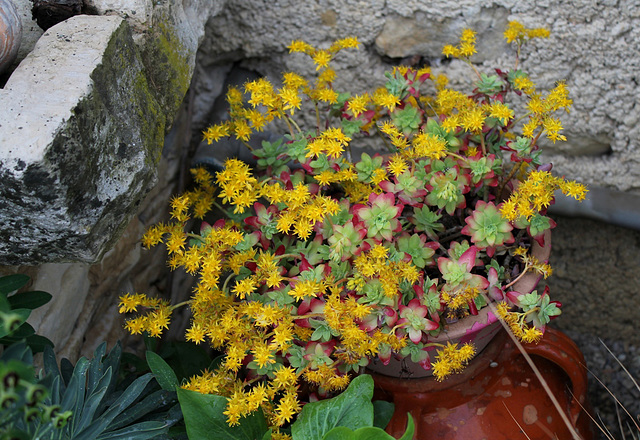 Sedum palmeri